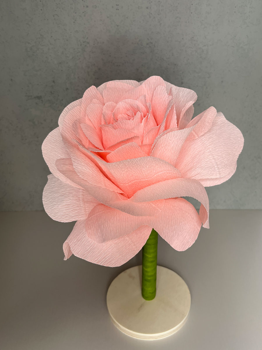 Rosa gigante